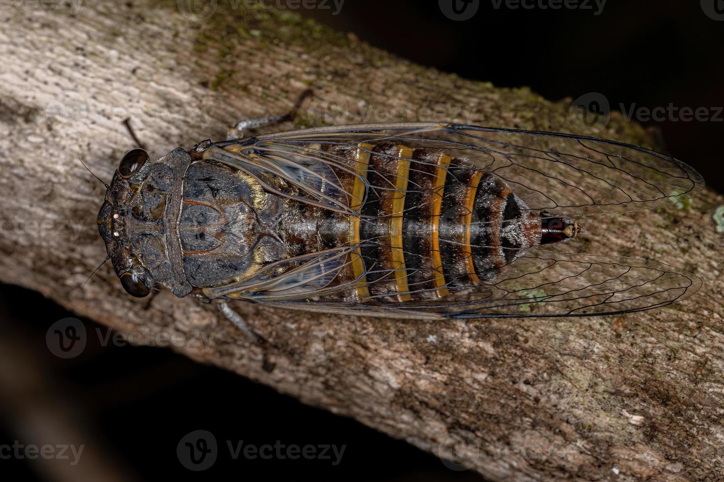 cicala adulta tipica foto