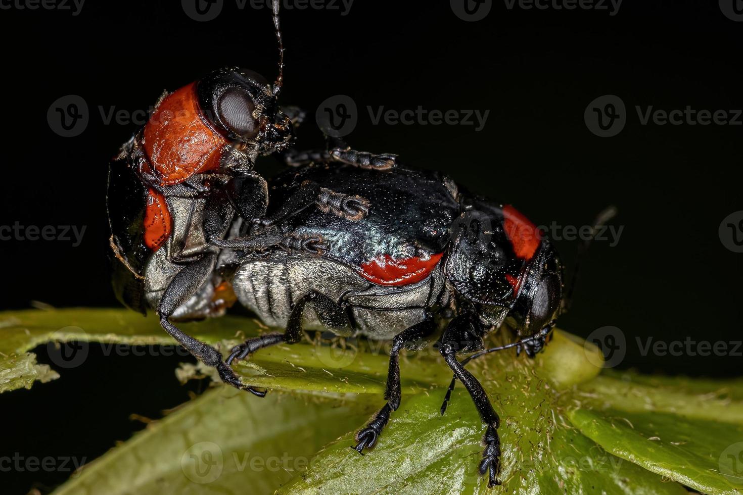 coleotteri adulti portatori di foglie foto