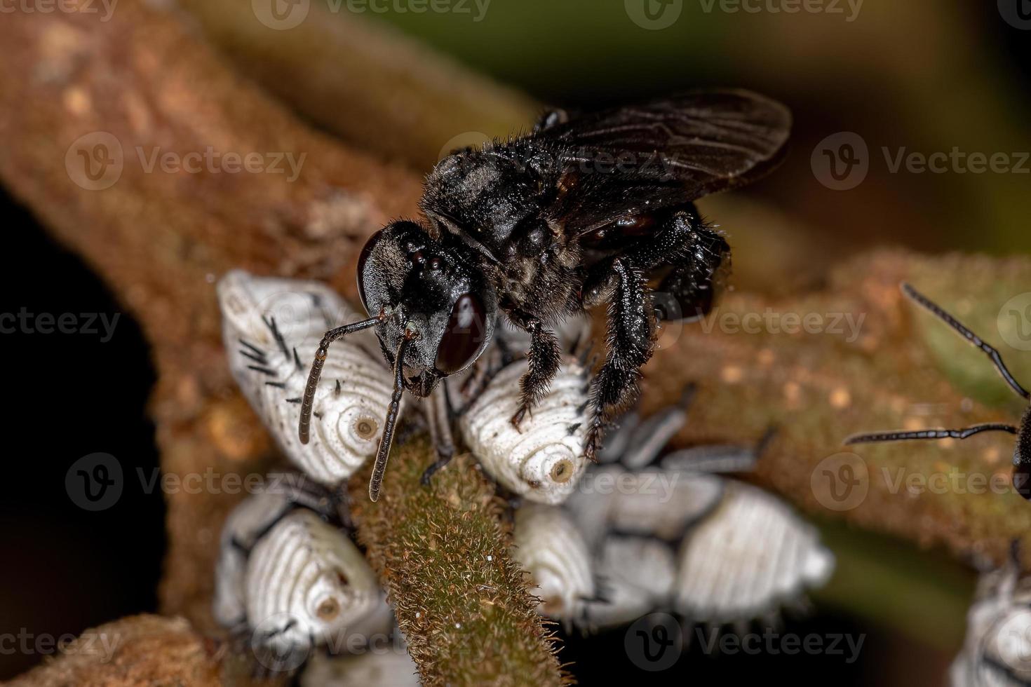 ape adulta senza pungiglione che interagisce con le tipiche ninfe treehoppers foto