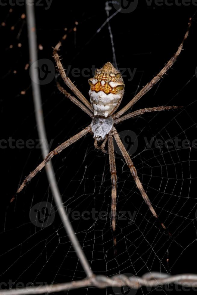 femmina adulta giardino d'argento orbweaver foto