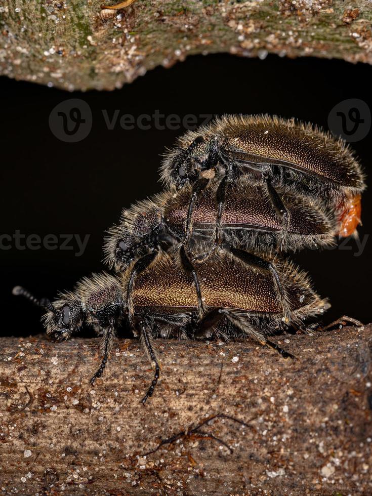 coleotteri adulti dalle lunghe giunture foto