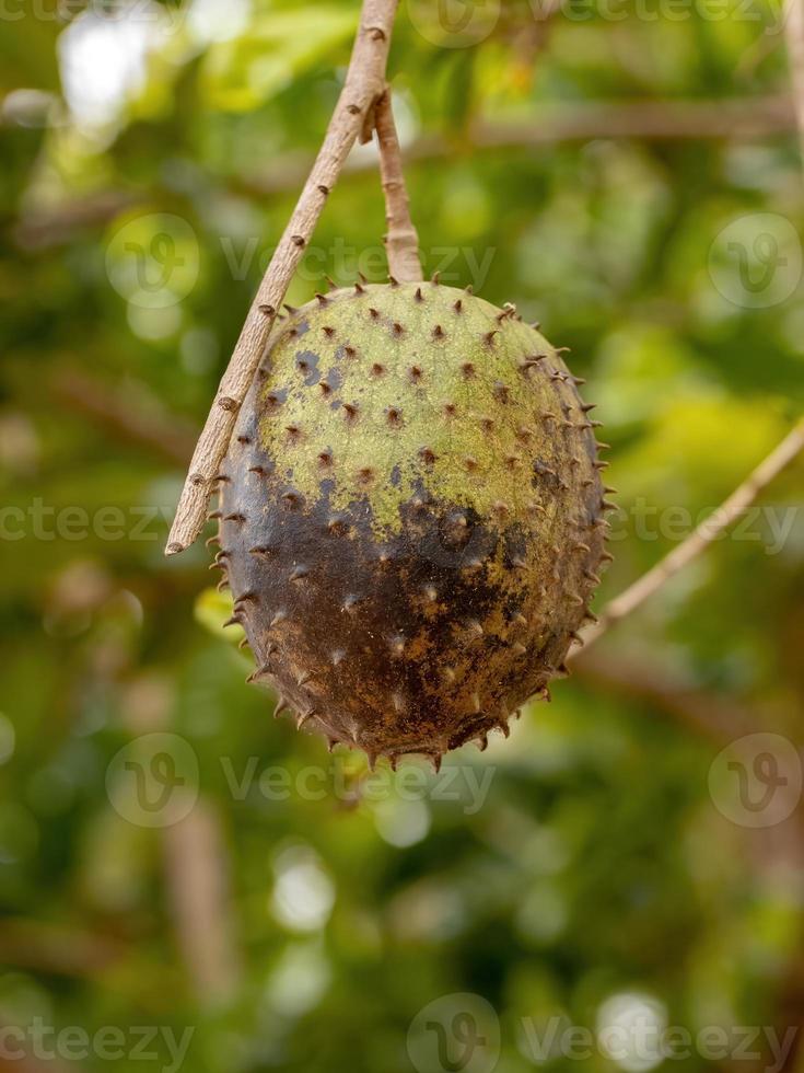 frutta verde acetosa foto