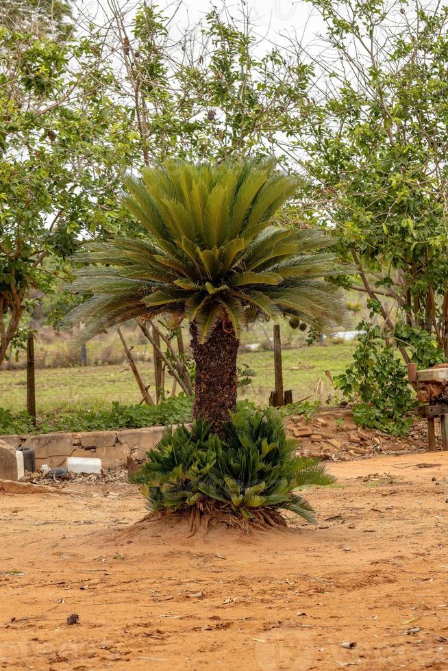 pianta di cycas verde foto