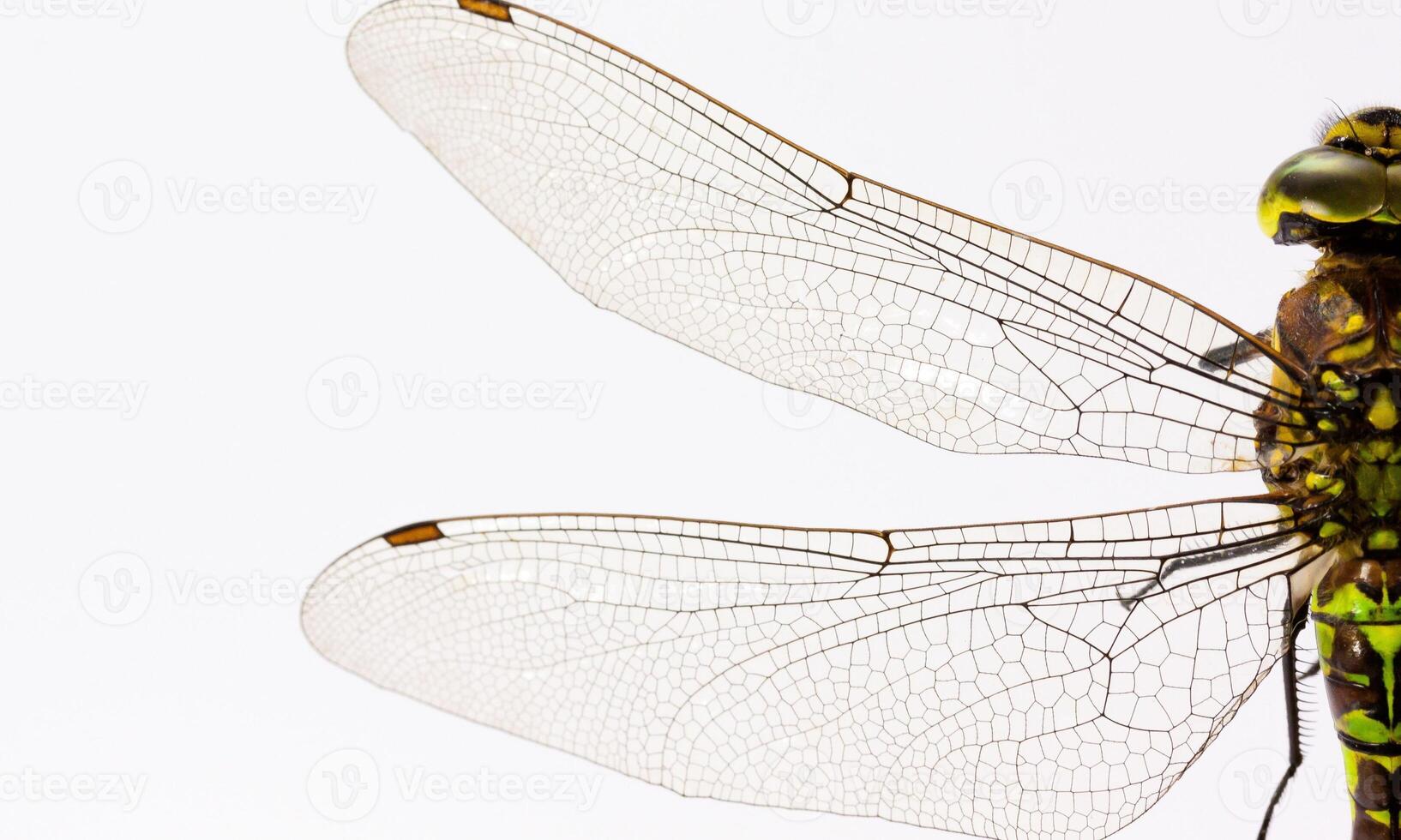 molto dettagliato macro foto di un' libellula. macro sparo, mostrando dettagli di il quello della libellula occhi e Ali. bellissimo libellula nel naturale habitat