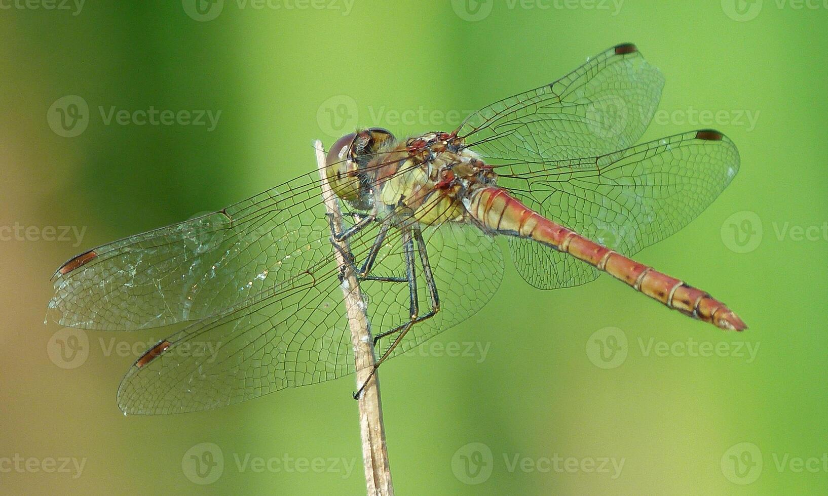 molto dettagliato macro foto di un' libellula. macro sparo, mostrando dettagli di il quello della libellula occhi e Ali. bellissimo libellula nel naturale habitat