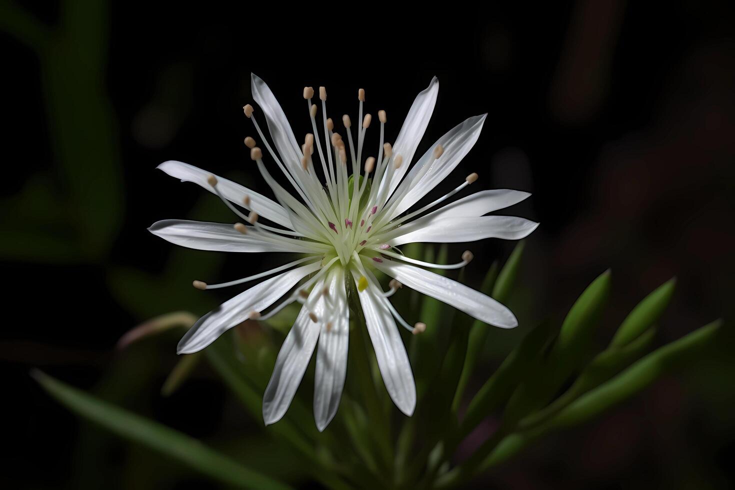 ai generato crisopogono zizanioides - vetiver - nativo per India, vetiver è conosciuto per suo delicato fiori e forte, fragrante radici. esso è spesso Usato per medicinale e terapeutico scopi foto