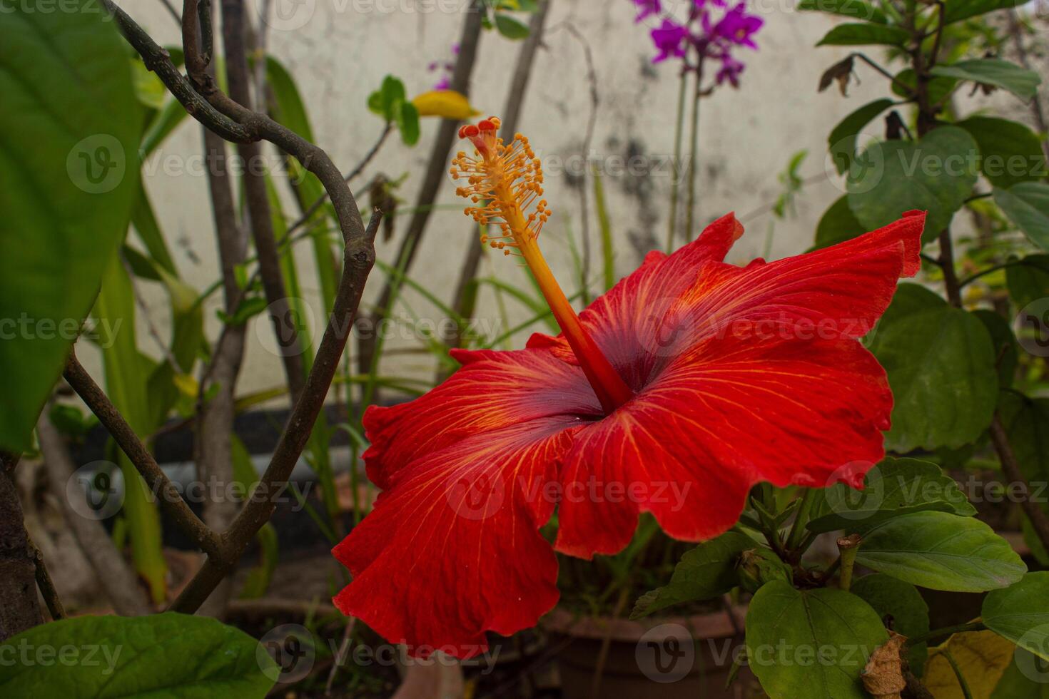 avvicinamento Visualizza di rosso ibisco fiore foto