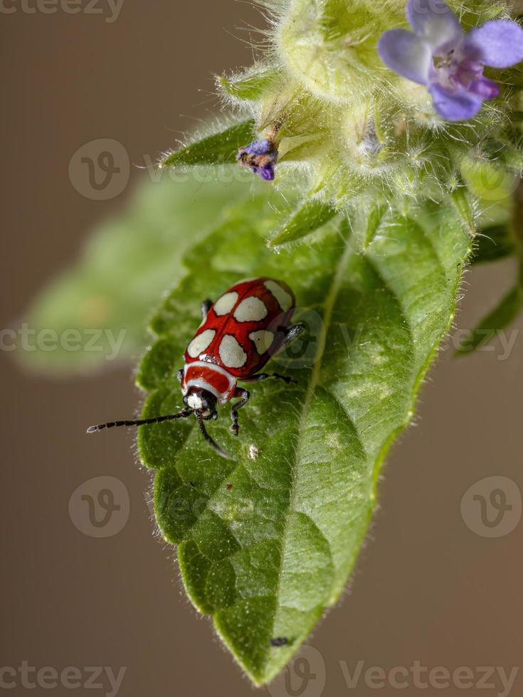 scarabeo delle pulci adulto foto