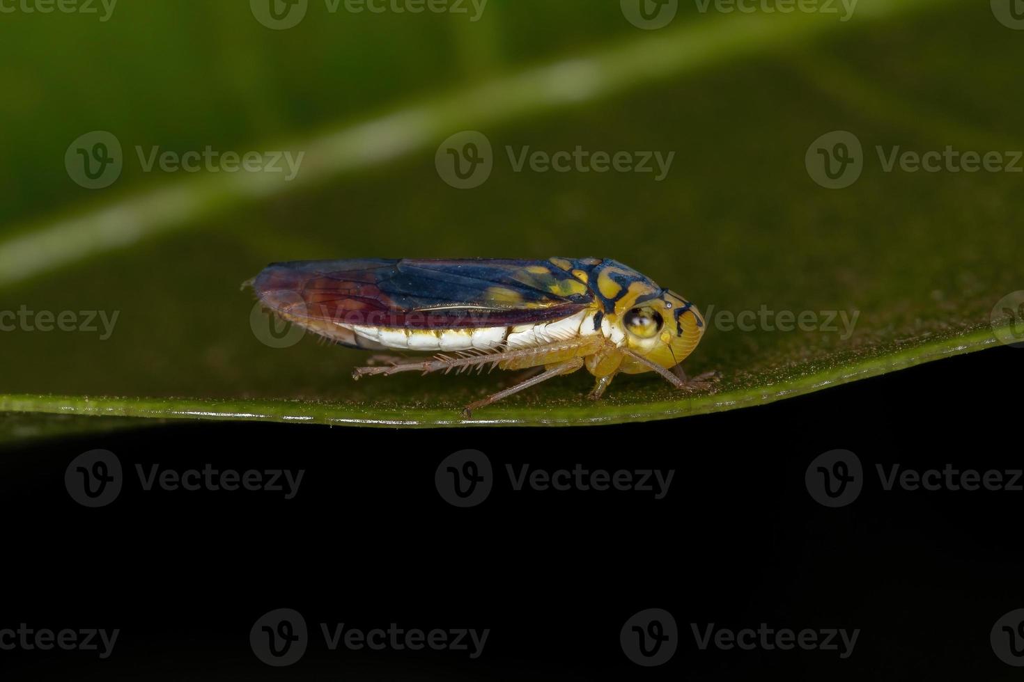 cicalina tipica adulta foto