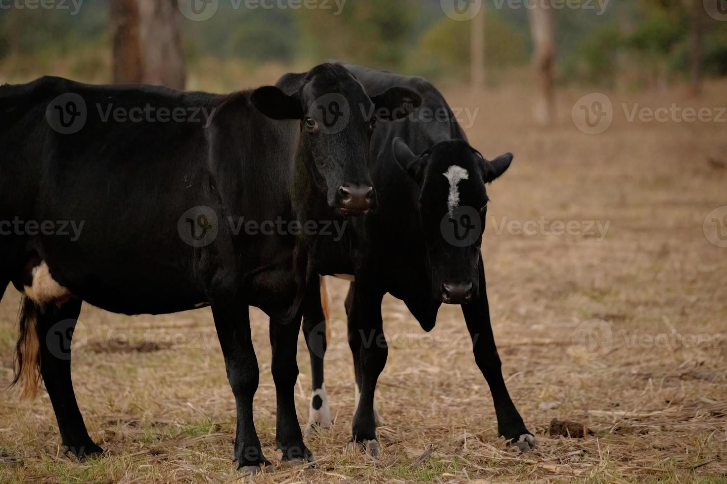 mucca adulta in una fattoria foto