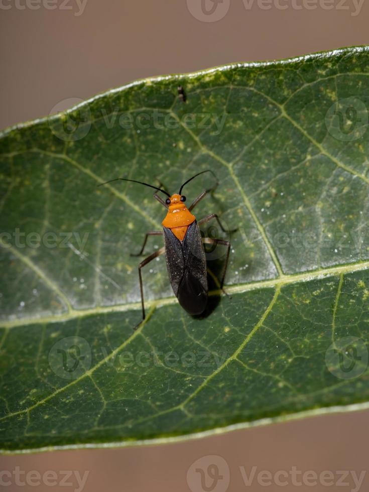 cimice della pianta adulta foto