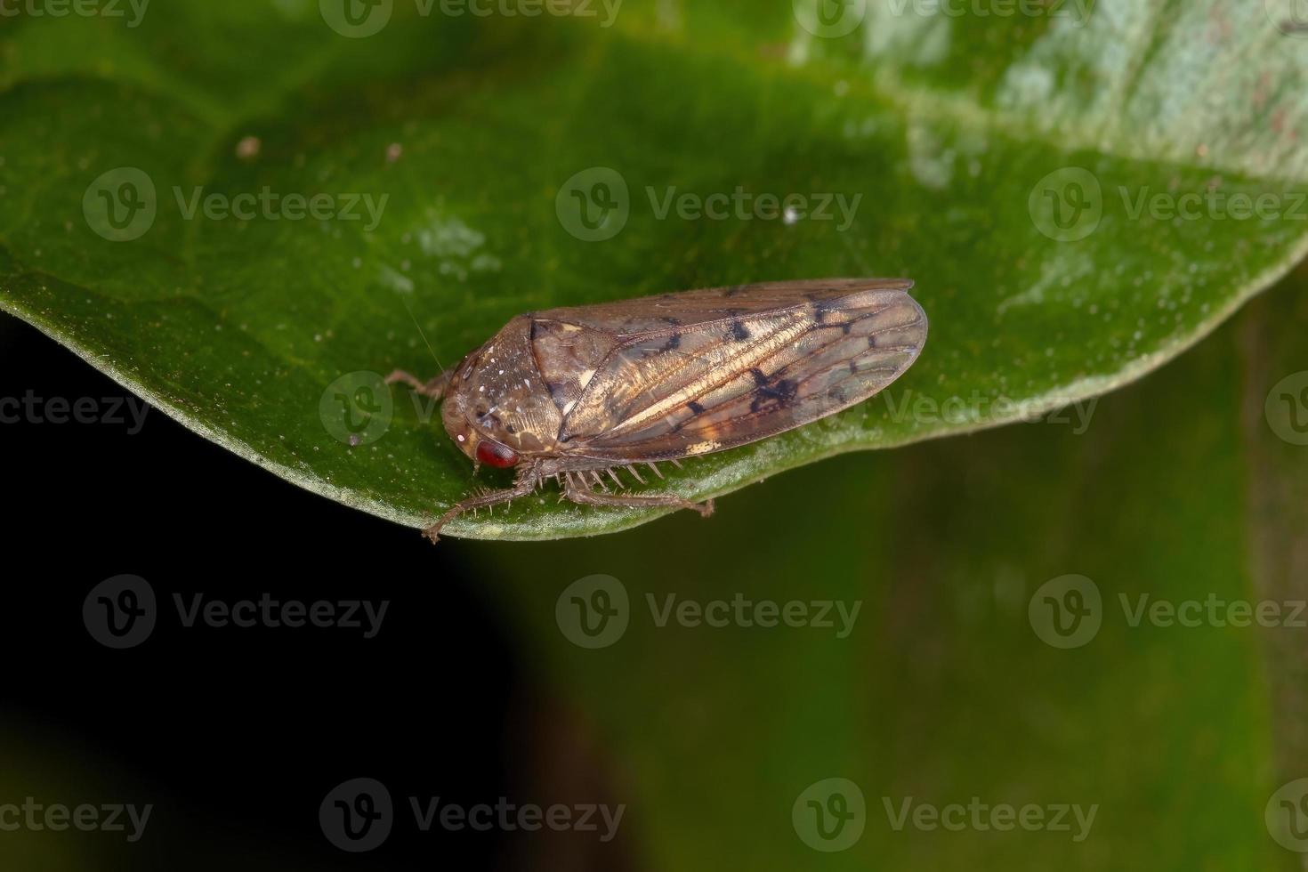 cicalina tipica adulta foto