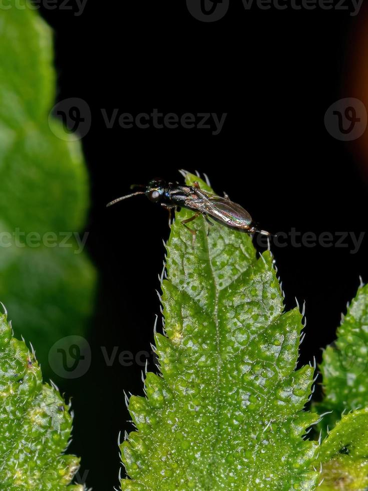 vespa calcidoide nera adulta foto
