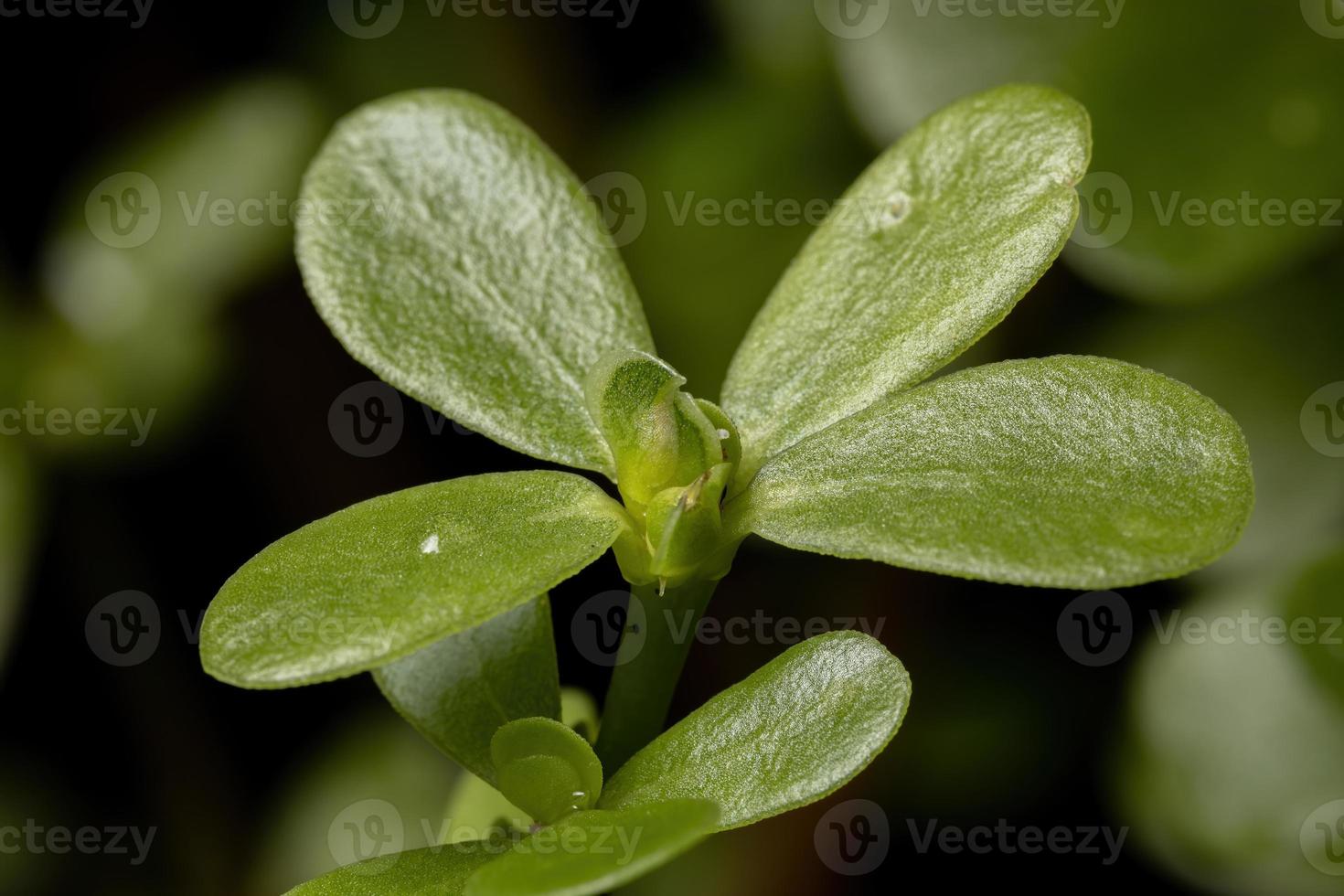 frutti di una comune pianta di portulaca foto