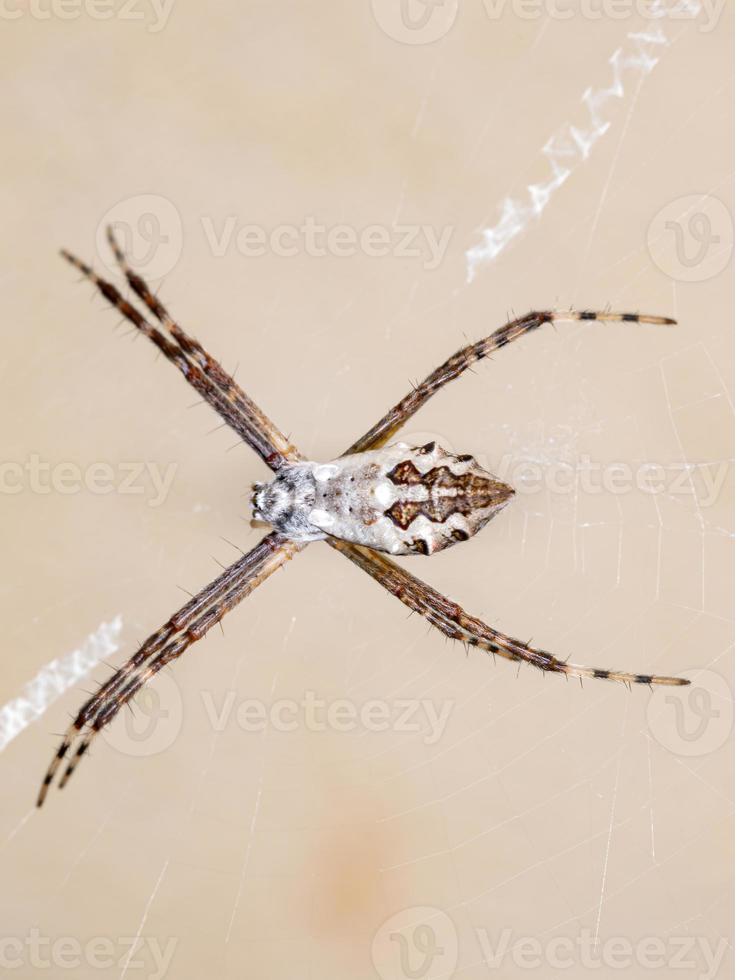 orbweaver da giardino d'argento foto