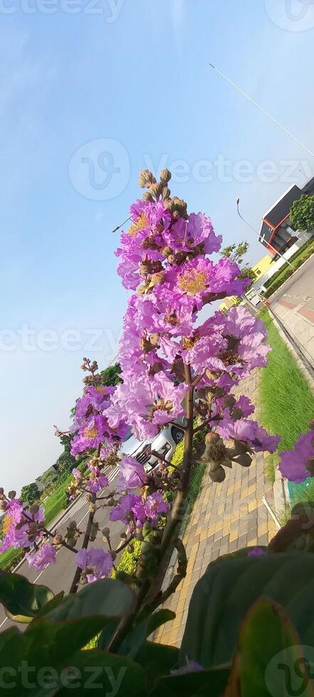 viola fiori su il lato strada foto