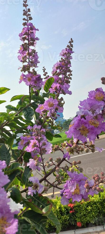 viola fiori su il lato strada foto