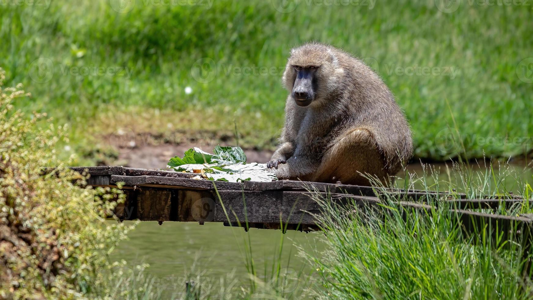 babbuino hamadryas animale foto