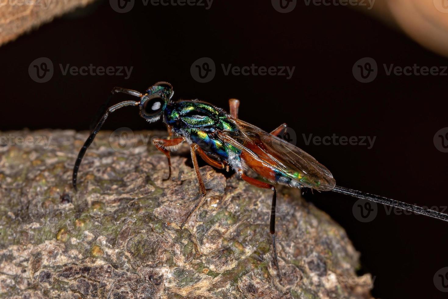 vespa calcidoide adulta foto