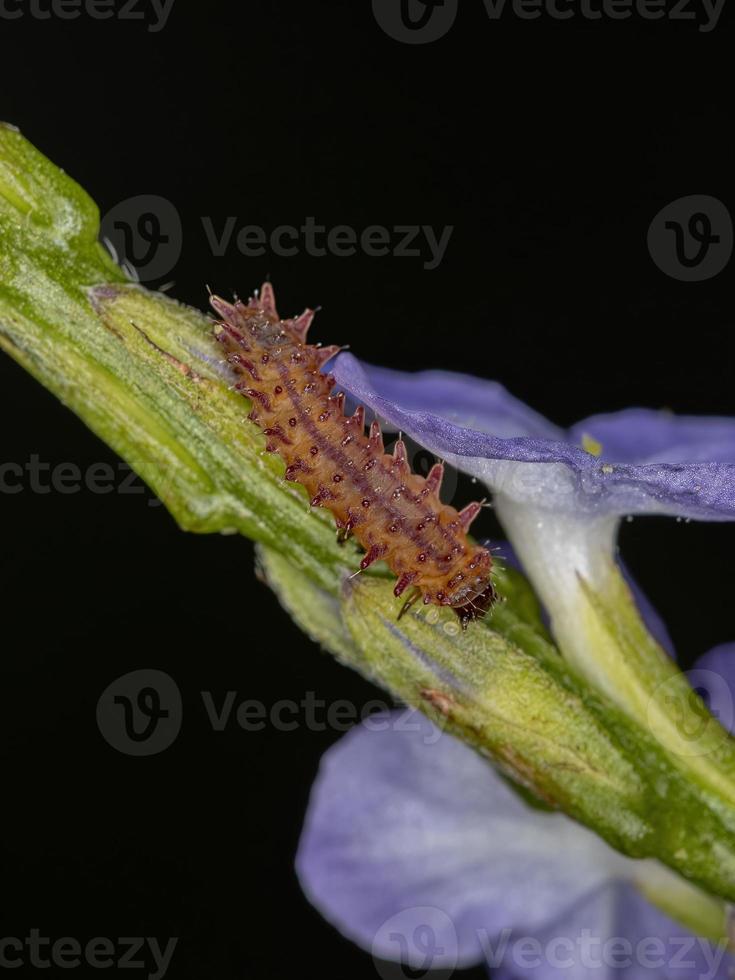 larva di coleottero delle pulci foto