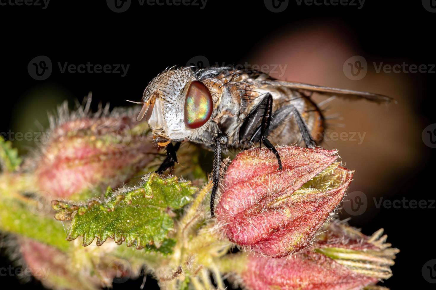 mosca tachinide brasiliana foto