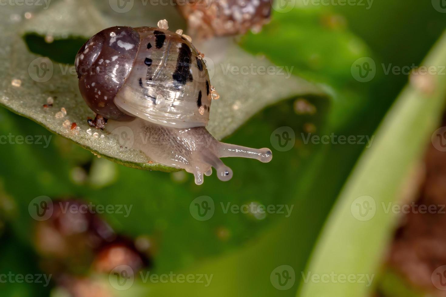 lumaca gigante africana foto