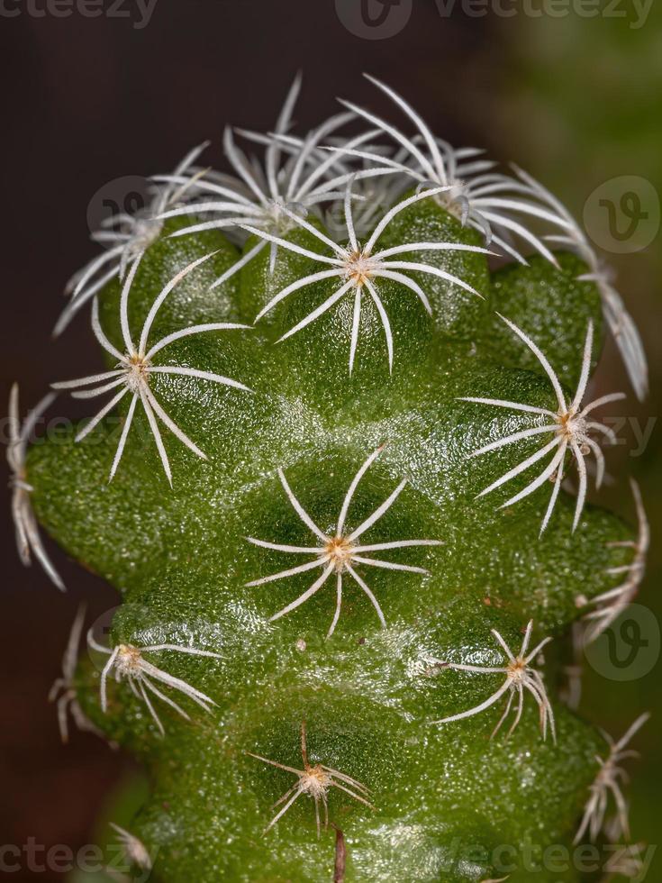 piccolo cactus coltivato foto