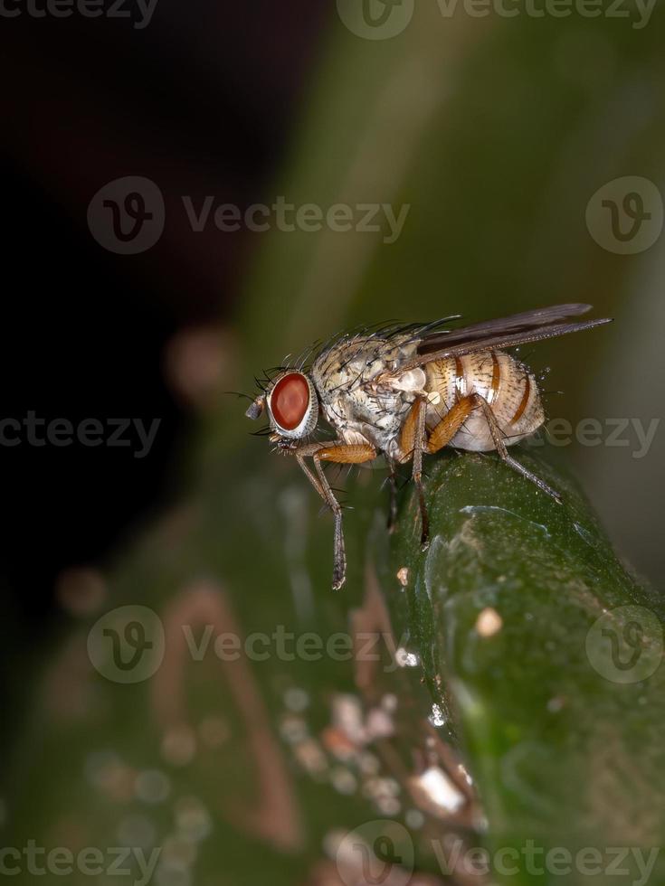 mosca domestica adulta foto