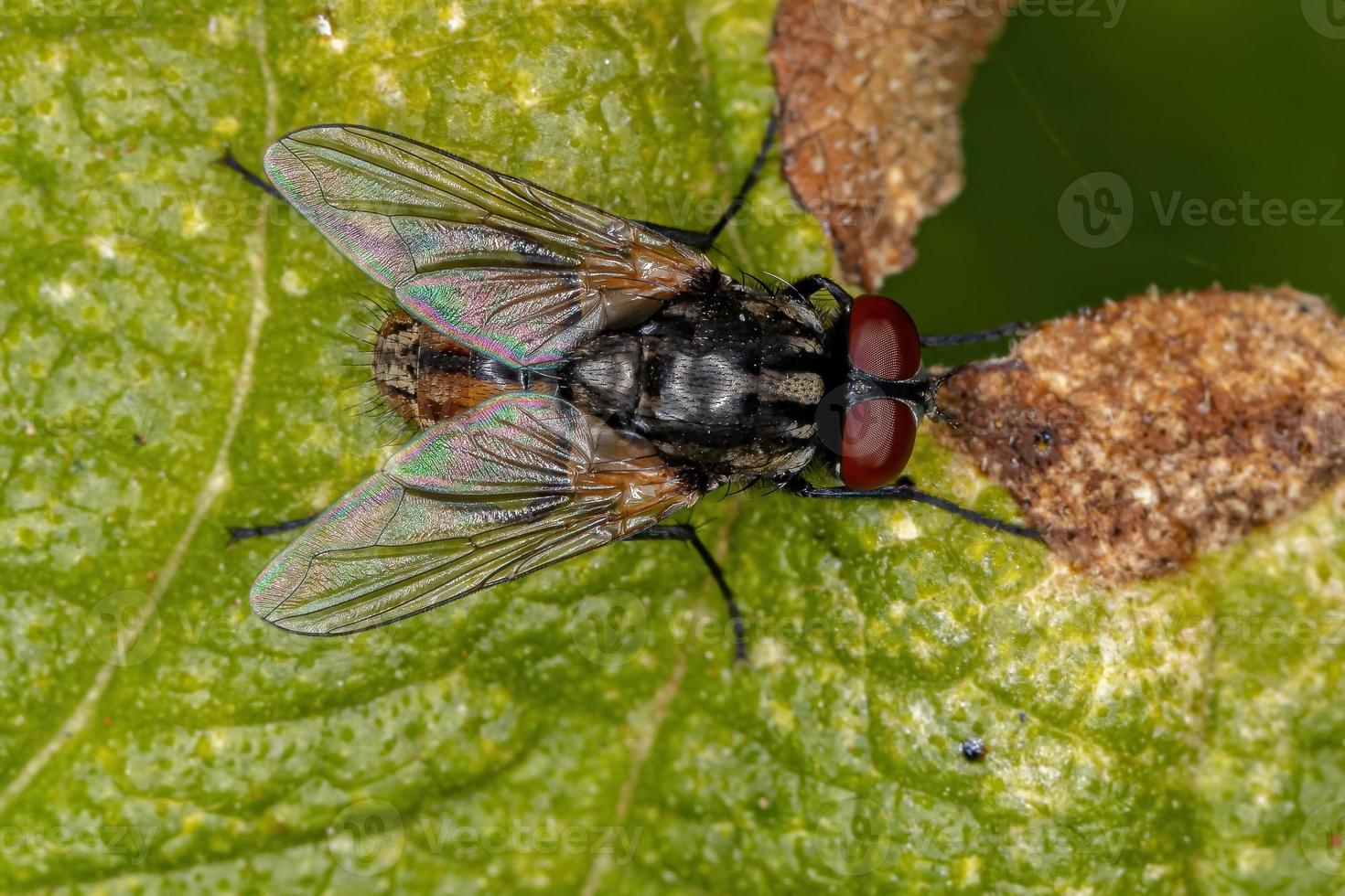 mosca domestica adulta foto