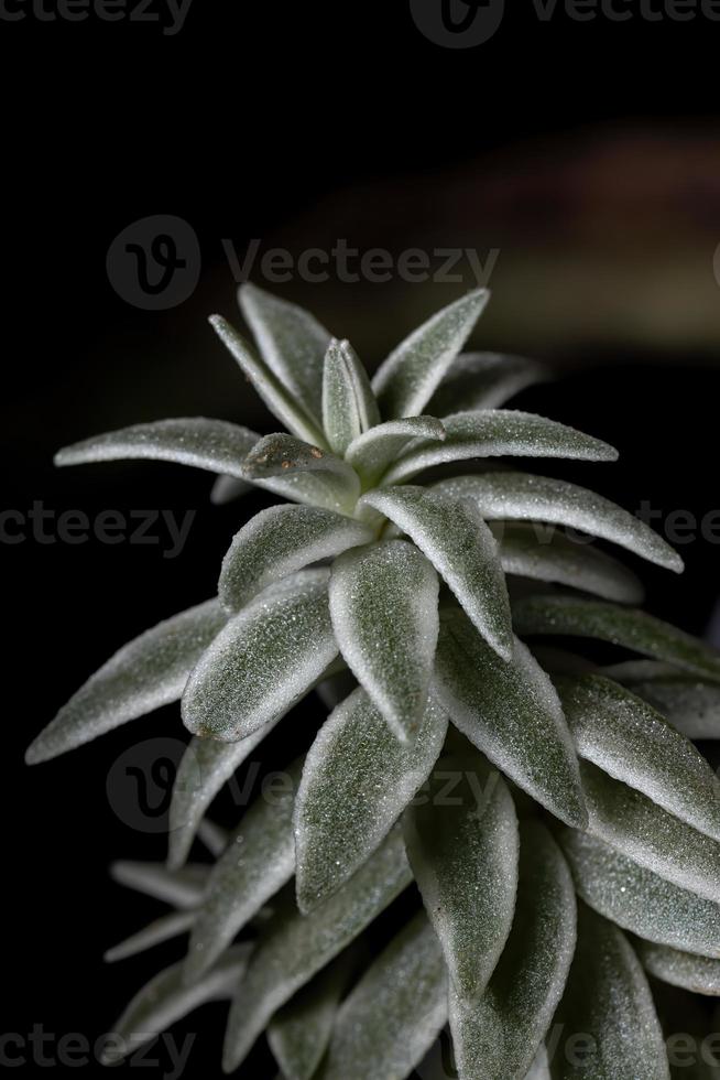 forma variegata di una pianta succulenta foto