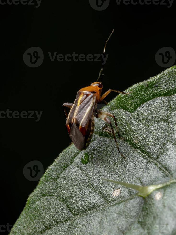 piccolo insetto vegetale foto