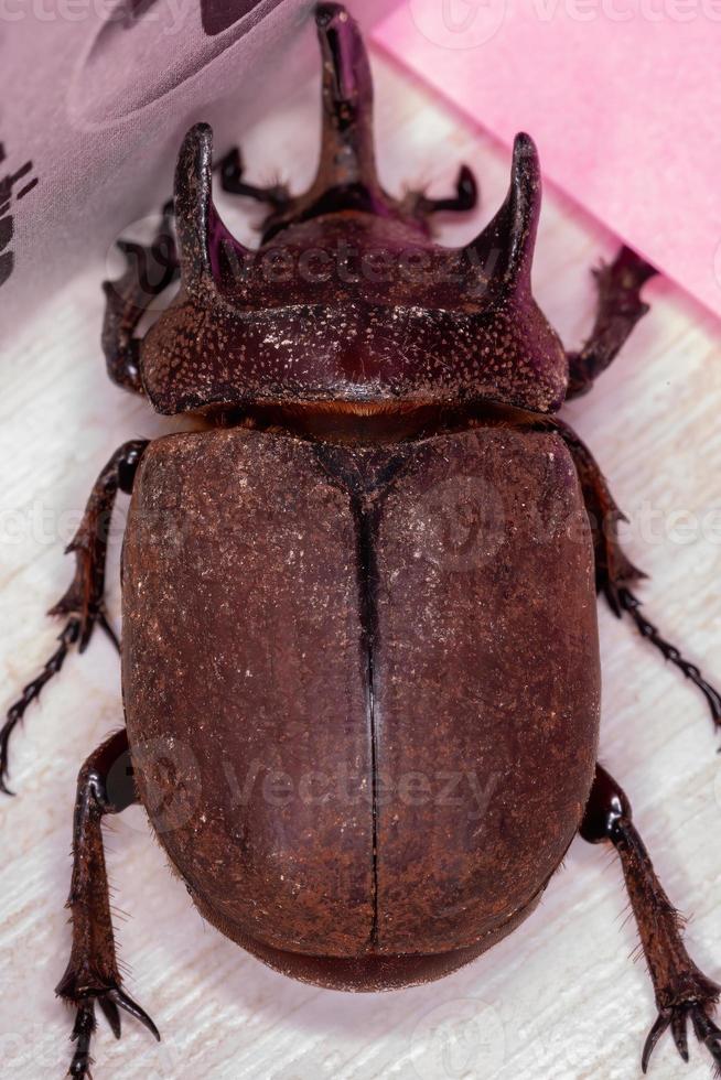 scarabeo rinoceronte brasiliano foto