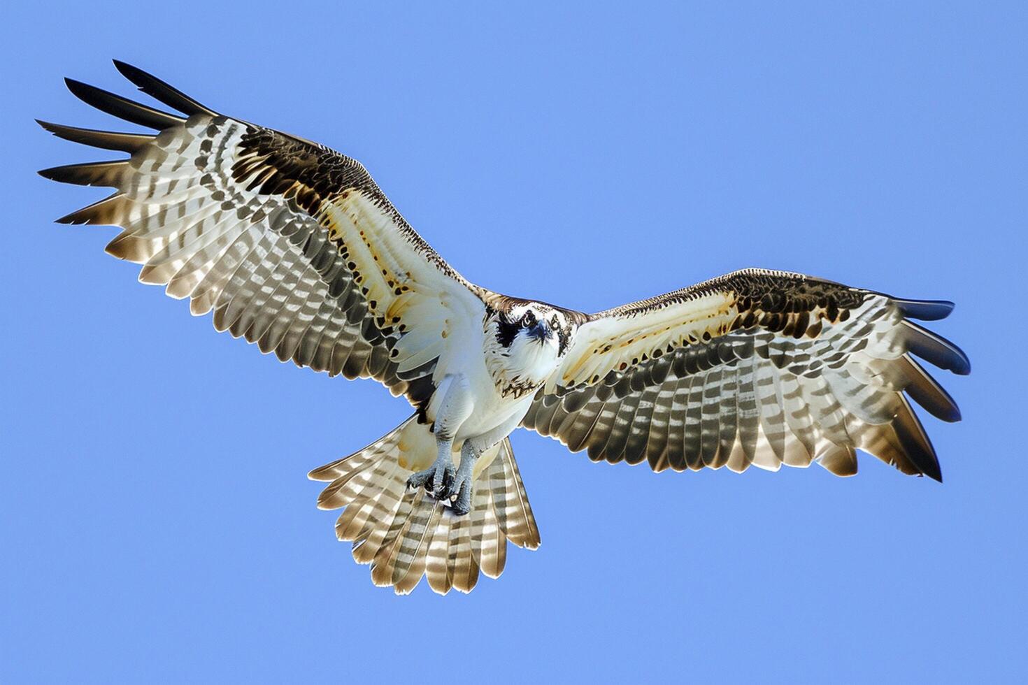 ai generato falco pescatore nel a metà volo, con suo Ali diffusione largo contro un' chiaro blu cielo ai generato foto