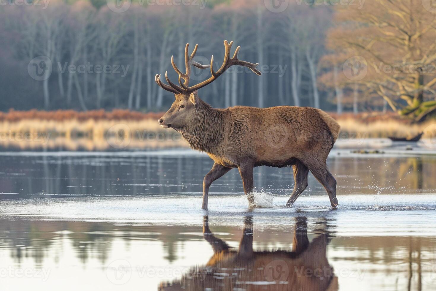 ai generato foto cervo o cervo nel il natura attraverso calma acque natura ai generato