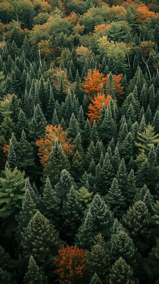 ai generato Immagine cattura denso foresta a partire dal un aereo o elevato prospettiva. mescolare di sempreverde e deciduo alberi densamente popolare il foresta ai generato foto