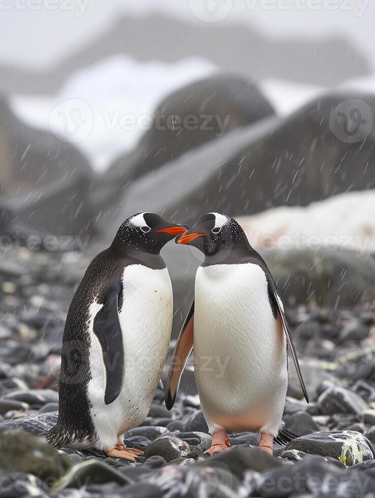 ai generato Due pinguini in piedi vicino per ogni altro su un' roccioso superficie ai generato foto