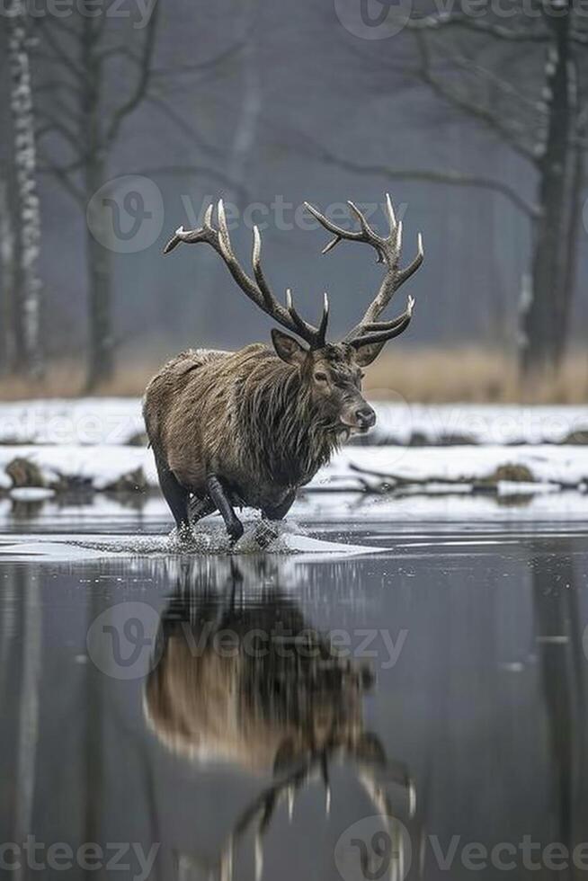 ai generato foto cervo o cervo nel il natura attraverso calma acque natura ai generato