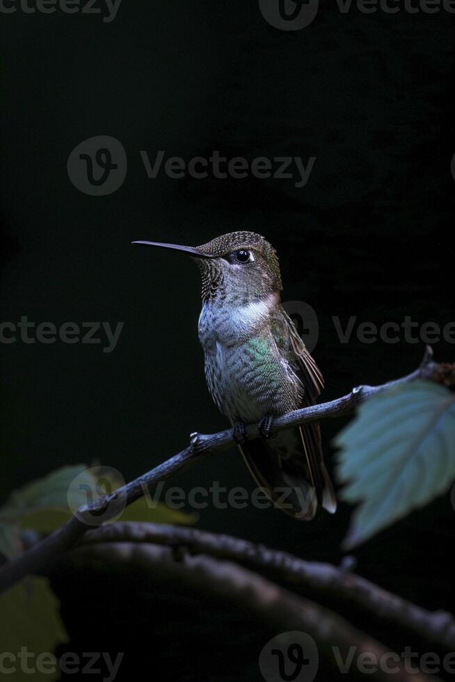 ai generato colibrì arroccato su un' ramo, illuminato di un' morbido blu leggero nel il mezzo di buio ai generato foto