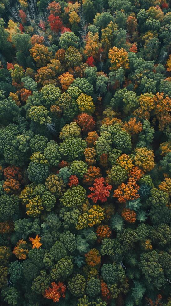 ai generato Immagine cattura denso foresta a partire dal un aereo o elevato prospettiva. mescolare di sempreverde e deciduo alberi densamente popolare il foresta ai generato foto