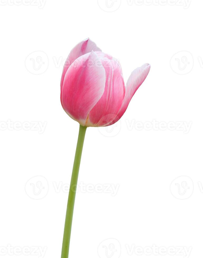 rosa tulipano fiore isolato su bianca foto