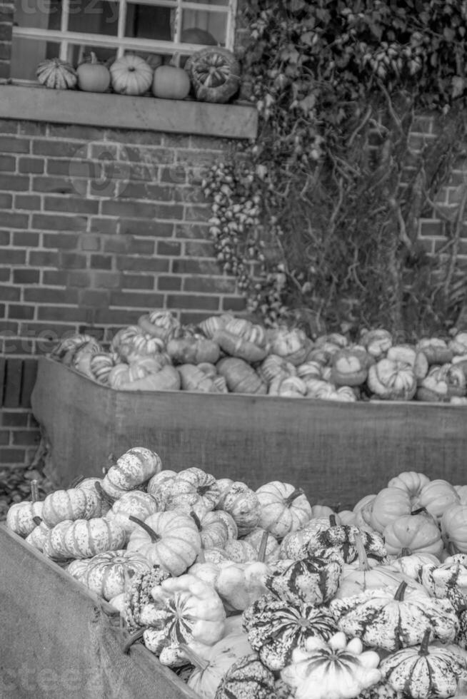 punkpkins nel Germania foto