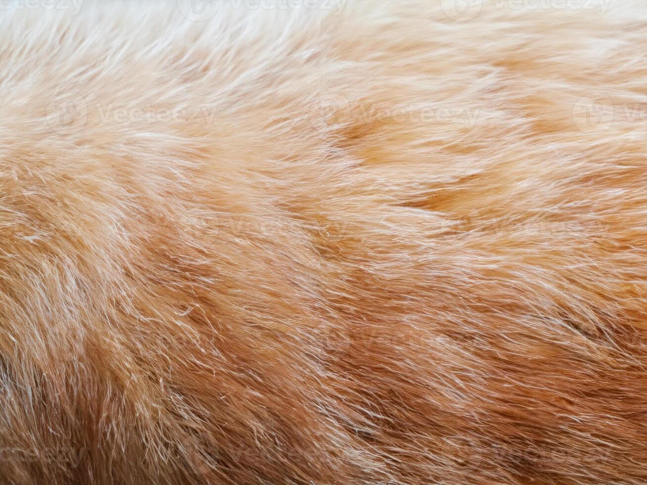 gatto pelliccia struttura sfondo. foto