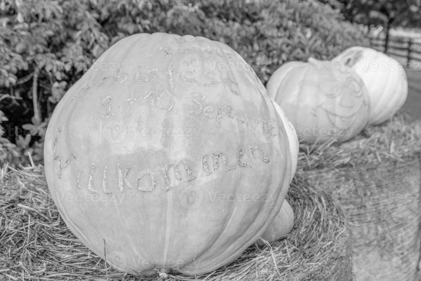 punkpkins nel Germania foto