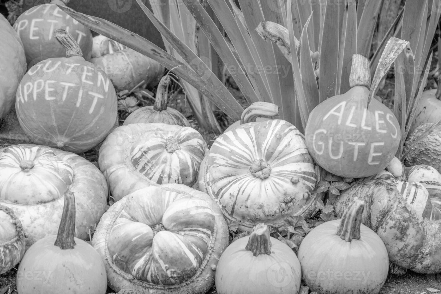 punkpkins nel Germania foto