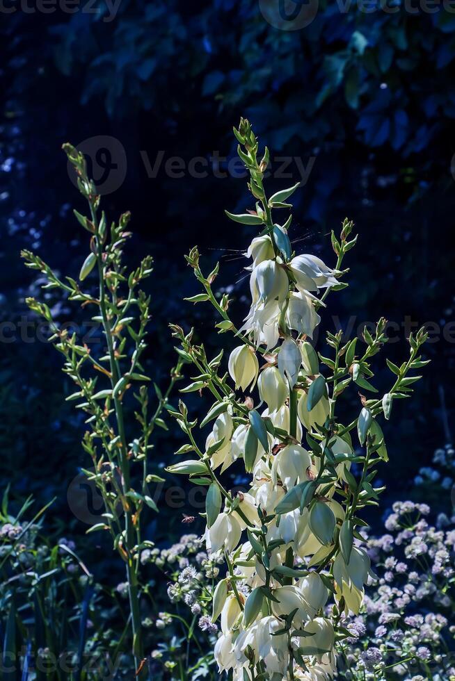 molti delicato bianca fiori di yucca pianta, comunemente conosciuto come quello di adam ago e filo foto