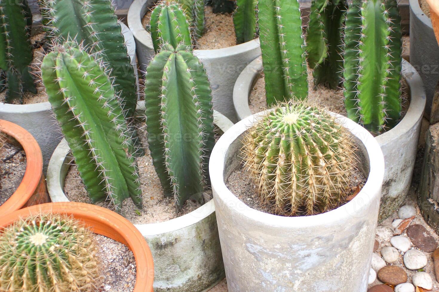 cactus nel il pentola, cactus nel il pentola, cactus nel il pentola foto