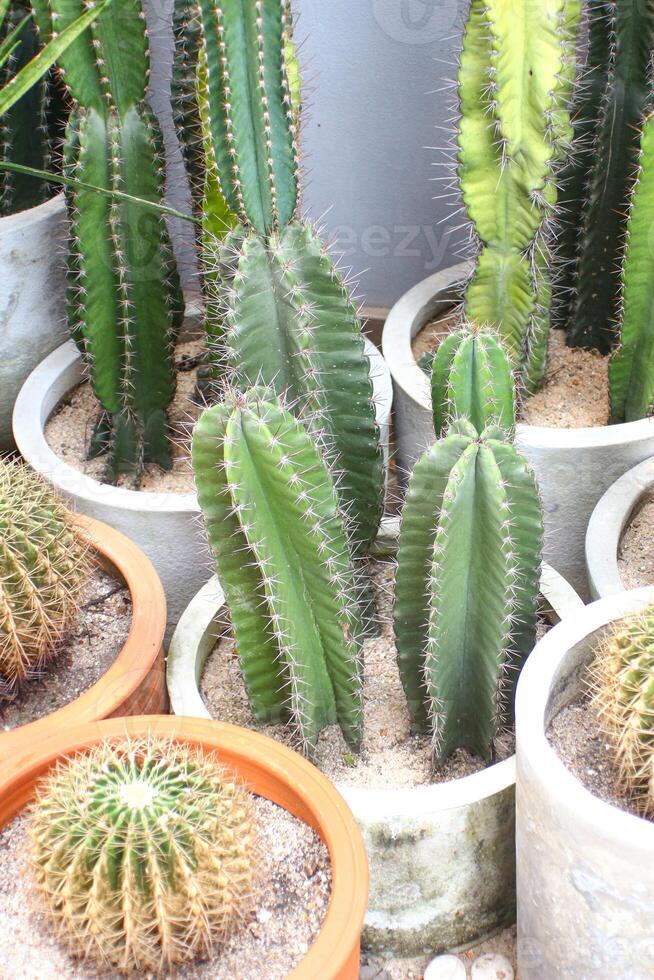 cactus nel il pentola. cactus nel il pentola. cactus nel il pentola foto