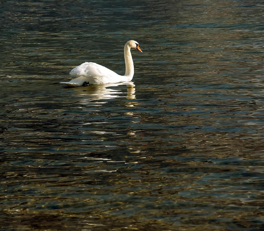 un' bianca muto cigno nuotate su il austriaco lago Traunsee nel gennaio. foto