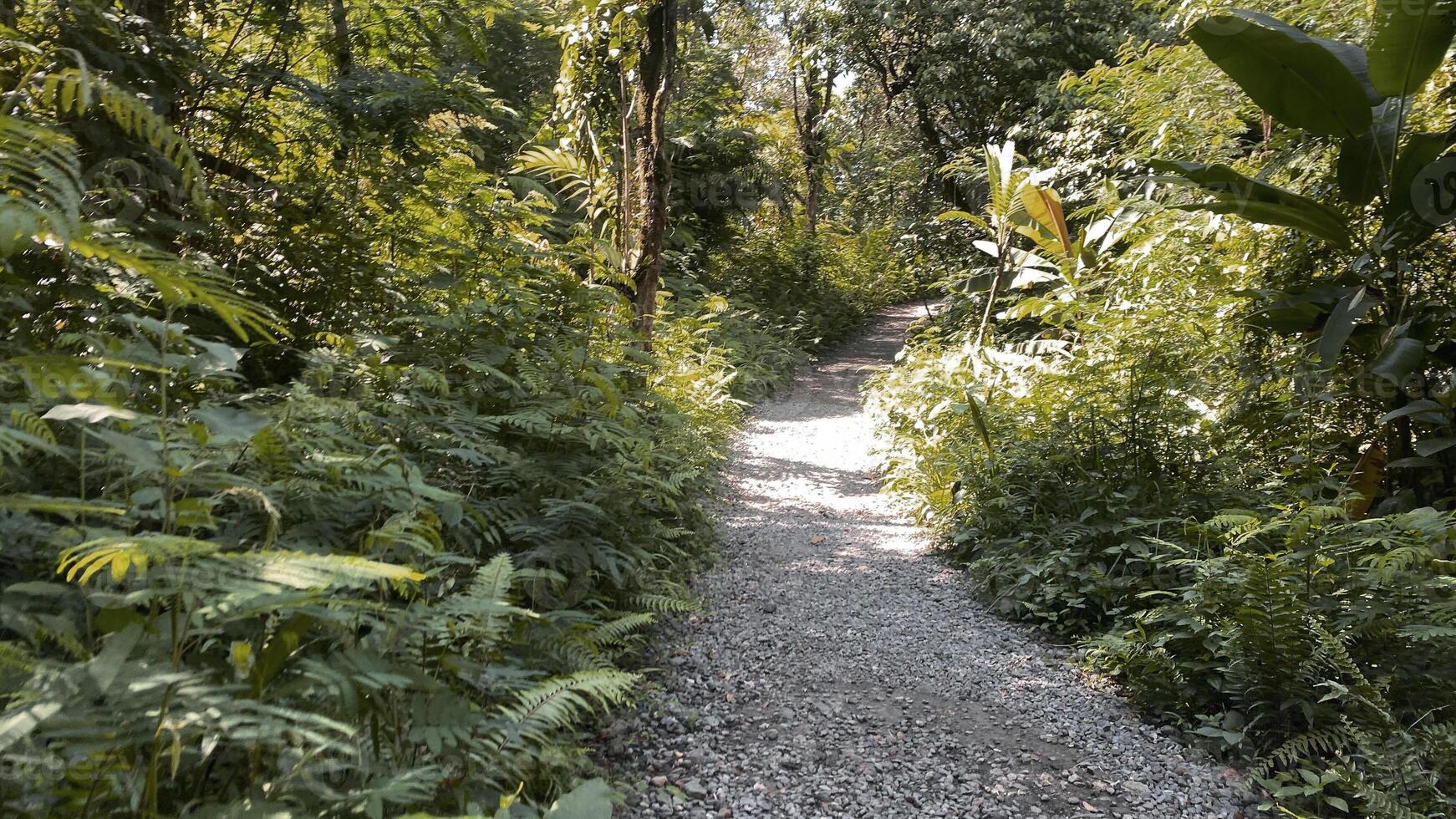 il trekking sentiero per escursione o escursioni a piedi nel il mezzo di foresta pluviale, bellissimo verde scenario foto