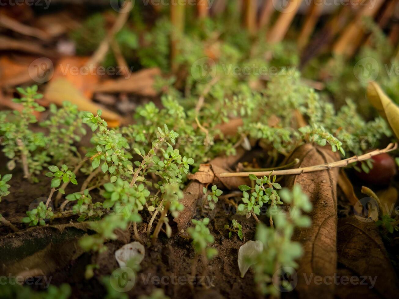 mini foresta consistente di piccolo selvaggio impianti nel il cortile di il Casa foto